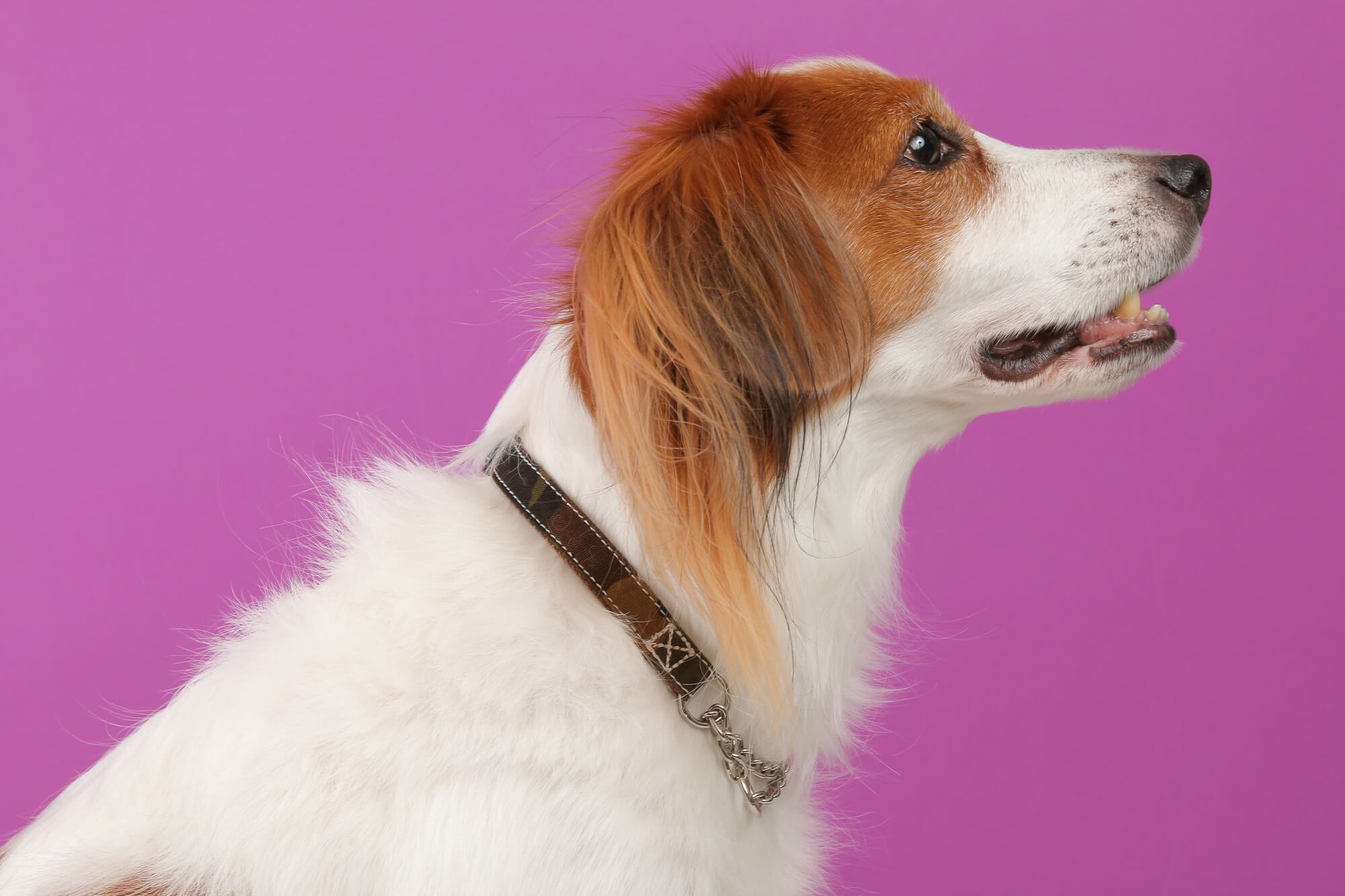 おしゃれな中型犬用首輪を選ぶときの基本ポイント